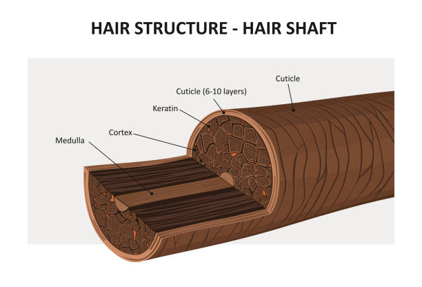 Understanding Straight Hair: Structure and Needs